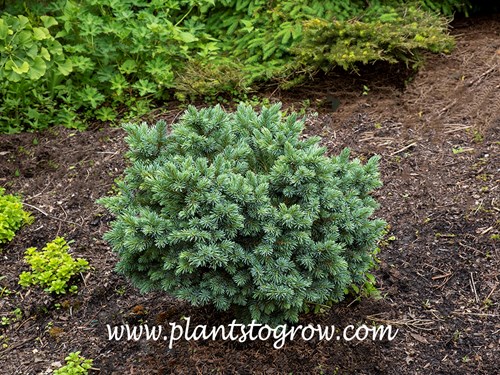 'Jasper Engelman Spruce' (Picea engelmanii)